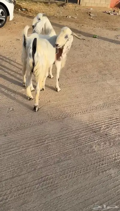تيس وجفره اخوان ومراح واحد وصنف الصنف 1