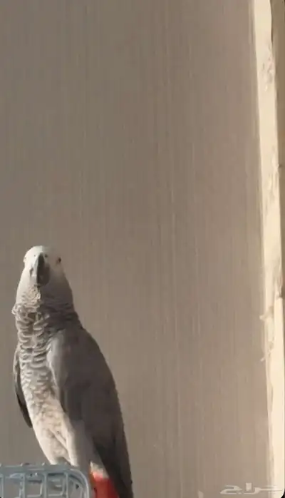ببغاء ضايع يوجد مكافأه لمن يجده 1
