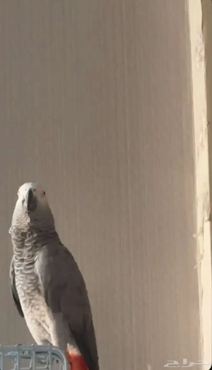ببغاء ضايع يوجد مكافأه لمن يجده 1