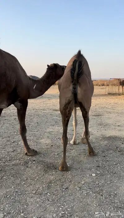 حمرا لقحة 2