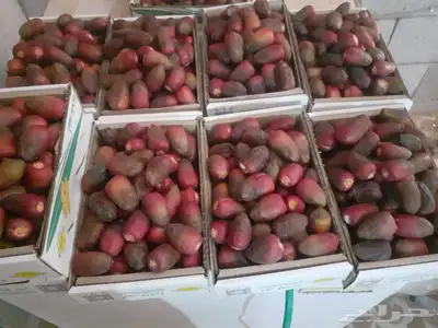 تمور القصيم   جميع انواع التمور ويوجد توصيل للكميات 0