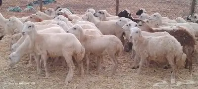 رخال رفيدي من 700 3