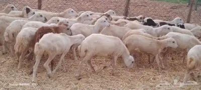 رخال رفيدي من 700 1