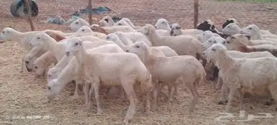 رخال رفيدي من 700 4