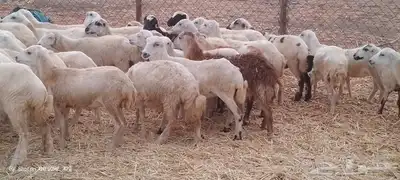 رخال رفيدي من 700 2