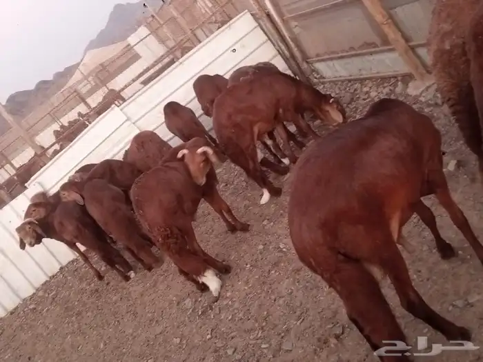 سواكن حمري 10