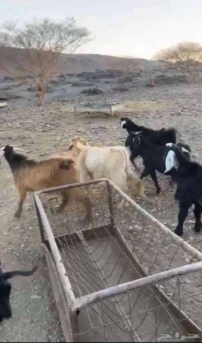 تيوس حريه 0