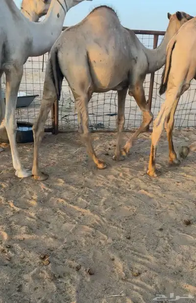 حشو قصب قعدان 4