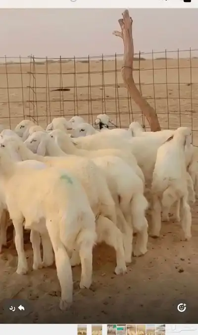 بهم ذبايح وتربيه 0