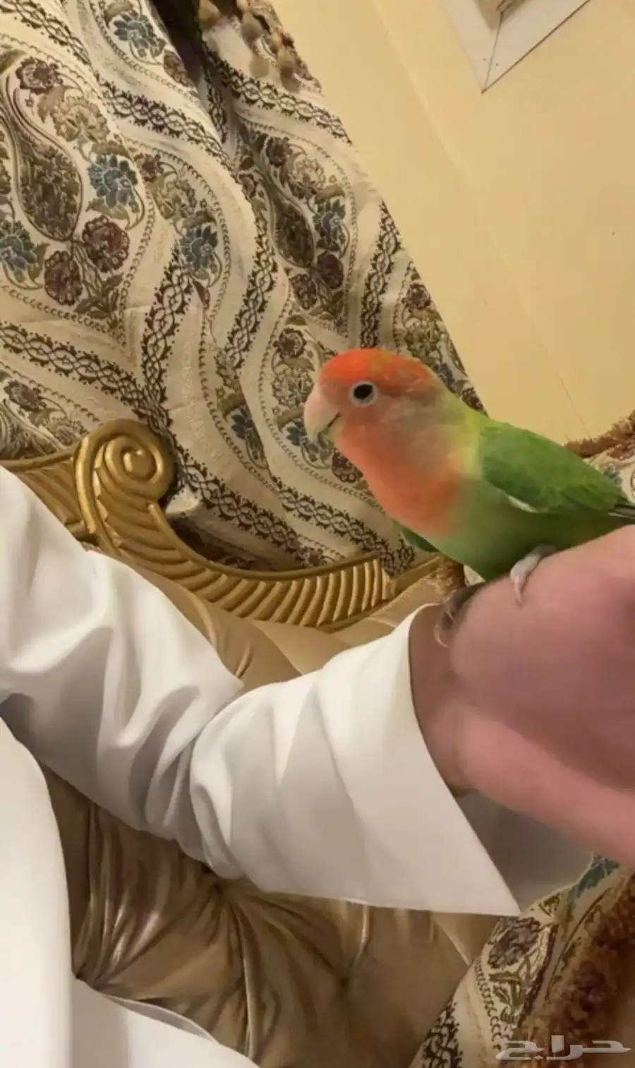 اليف صحة جيدة العمر سنتين ونص مع القفص index