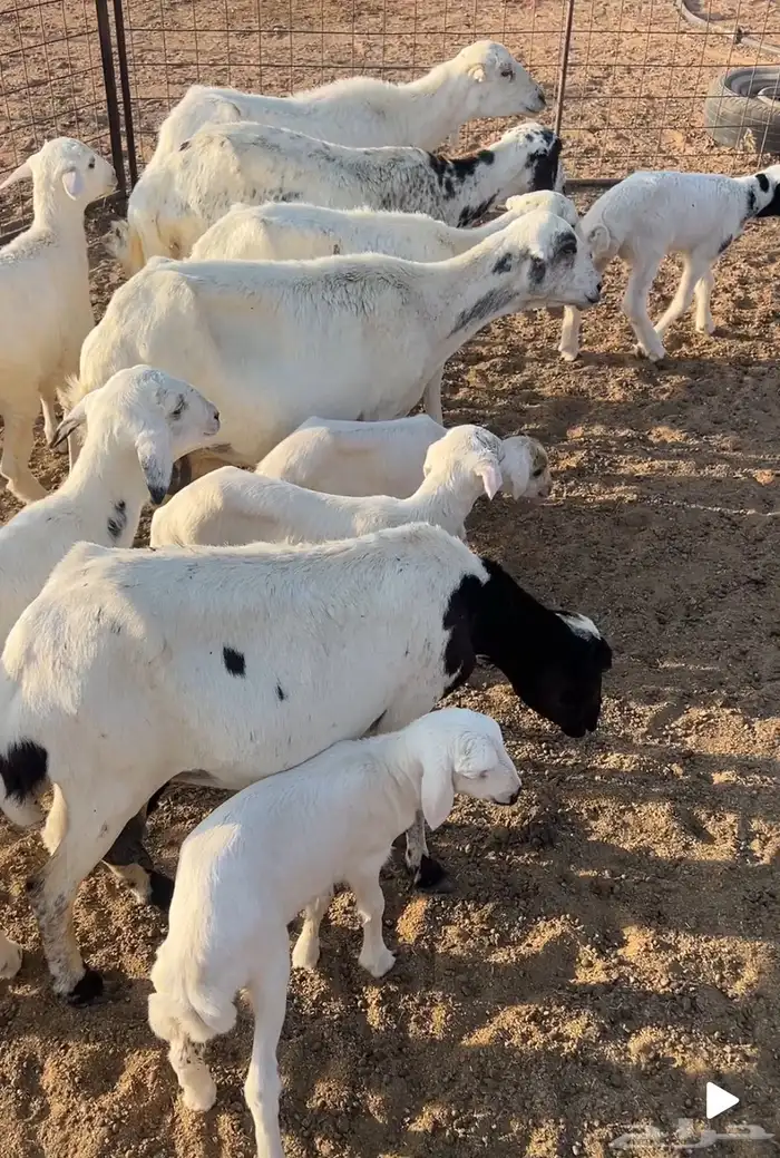 غنم للبيع 0