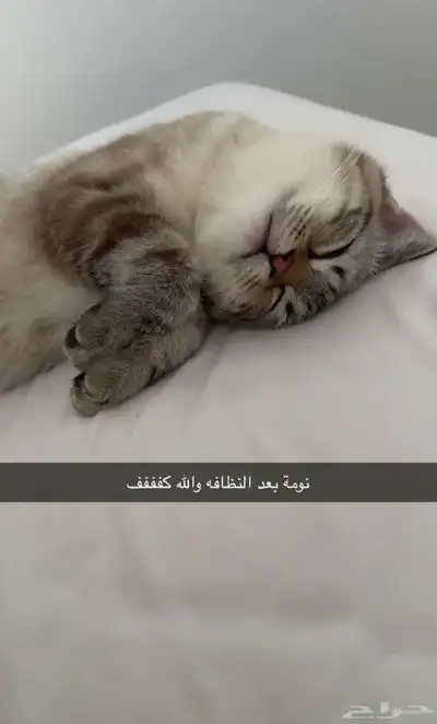 قطط تبني 2