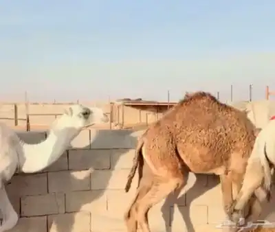 اللبييع حشو مفاريد طيش طيش ماشالله من شحم عددهم 6روس 0