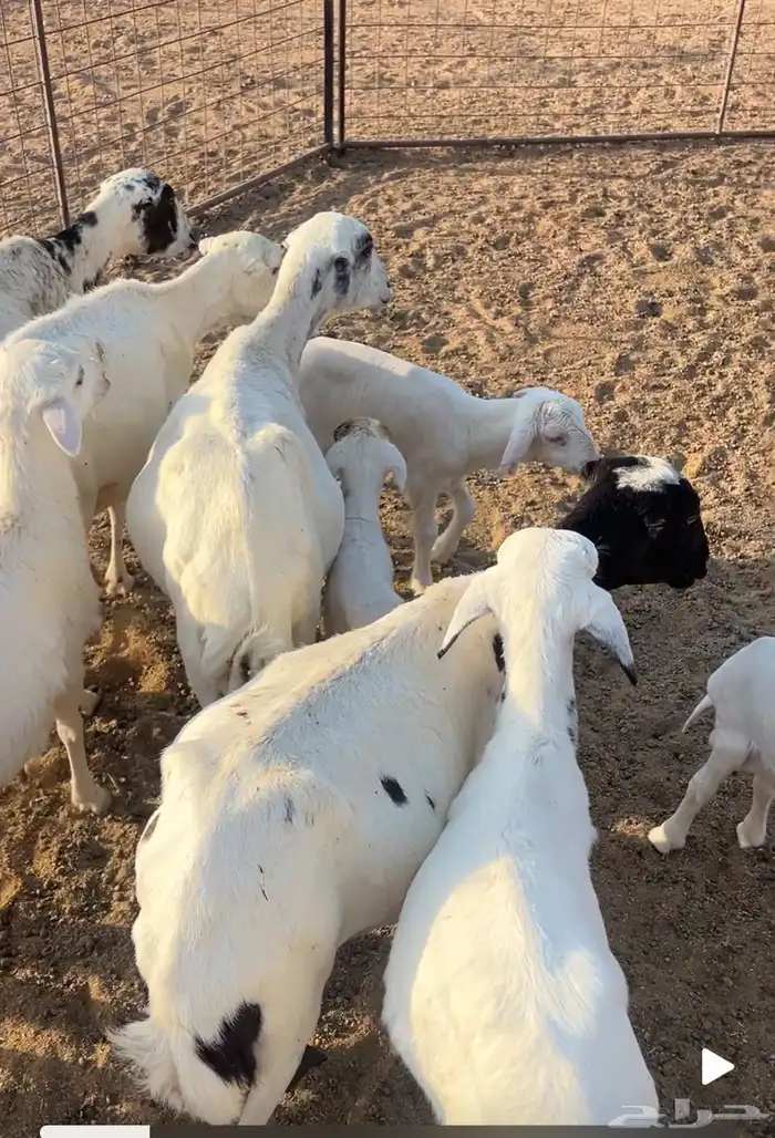 غنم للبيع 7