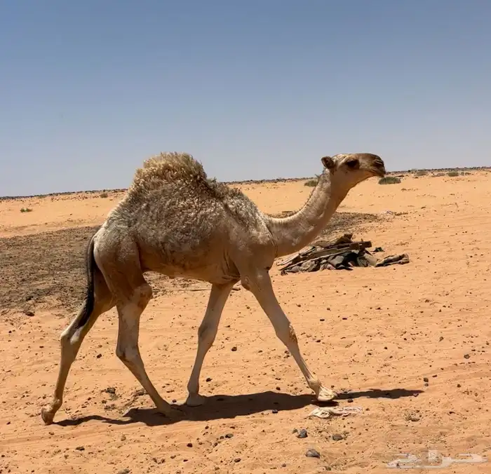 قعود رماني 0