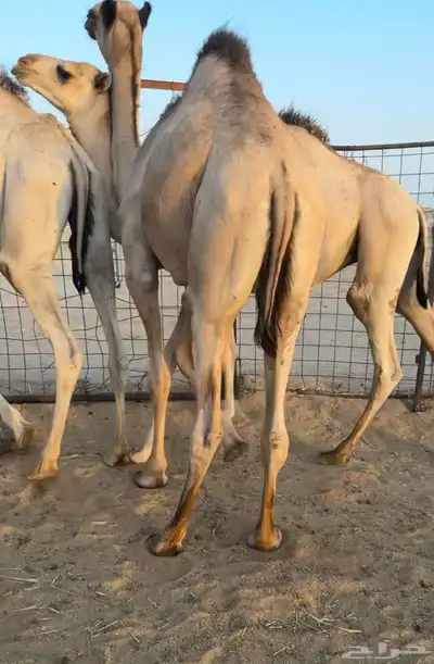 حشو قصب قعدان 0