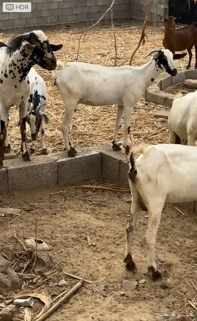 للبيع غنم معزاء 5