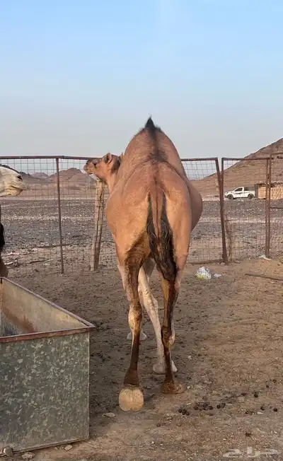 حمرا لقحة 4