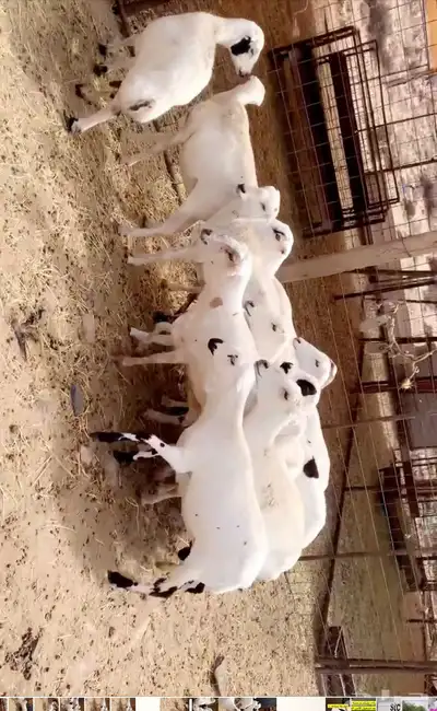 ضان صمع 3