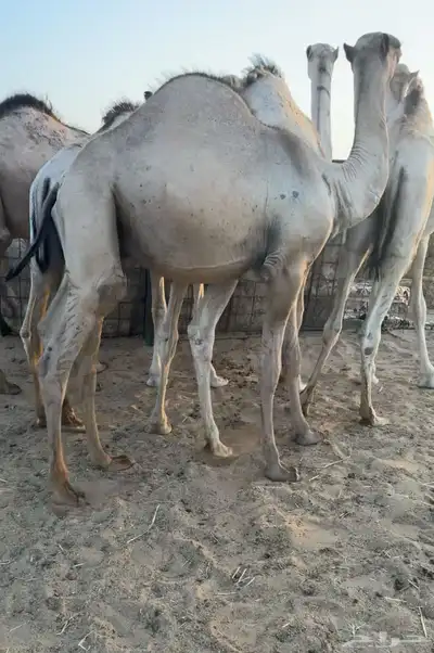 حشو قصب قعدان 3