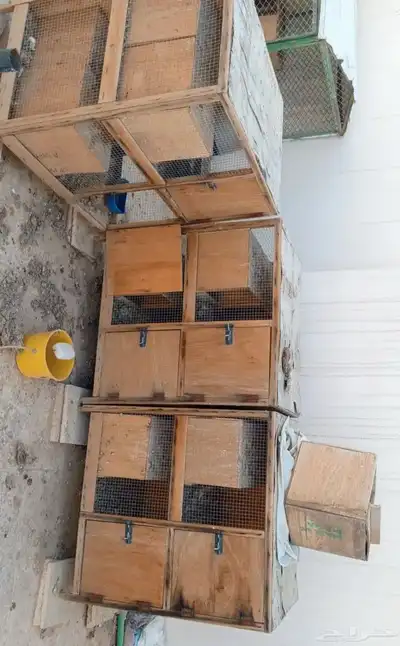 مطلوب محاكر محكر 0