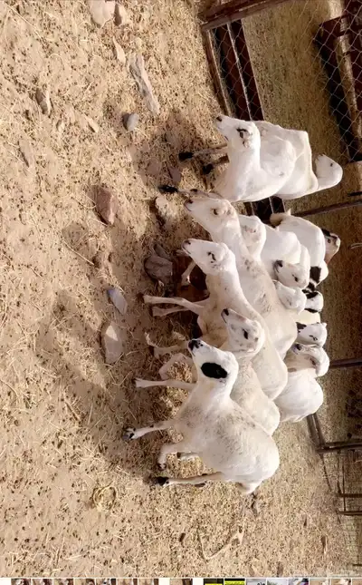 ضان صمع 5