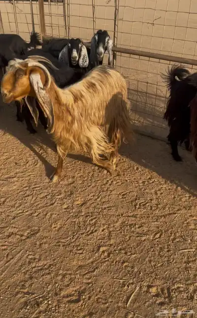 للبيع معزاء طيبه العدد 10 2