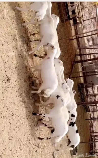 ضان صمع 4