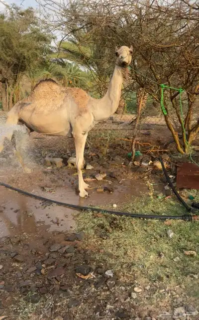 اصيلل كفو للبيع 0