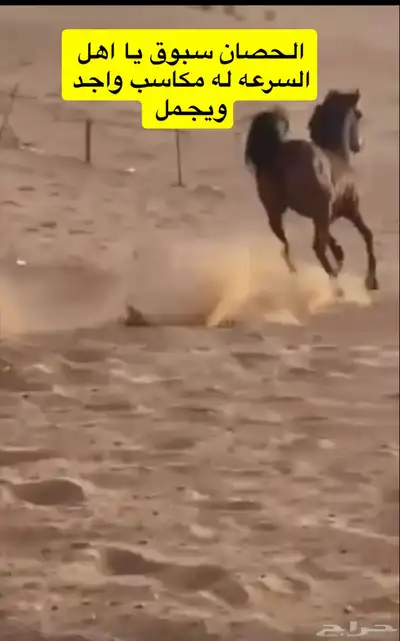 حصان فرنسي سرعه 2