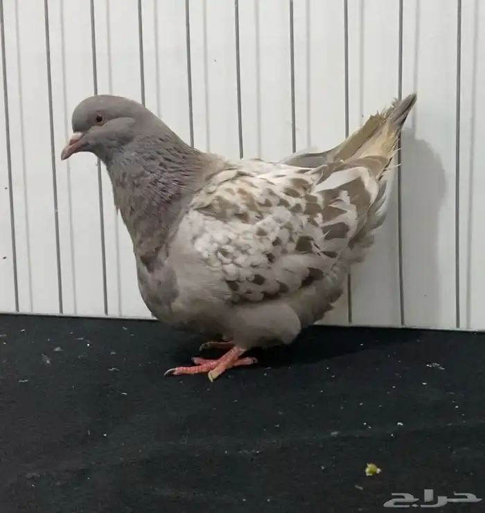 حمام فرش 0