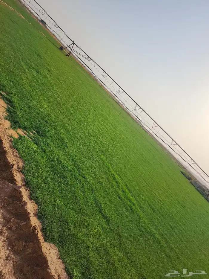 ثيل سي الفين درجه اولى حق الخرج 10
