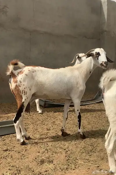 مشاء الله تبارك الله معزاء بيشيات مقاني 4