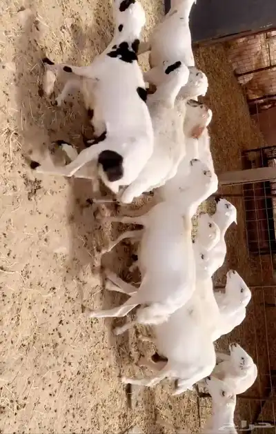 ضان صمع 1
