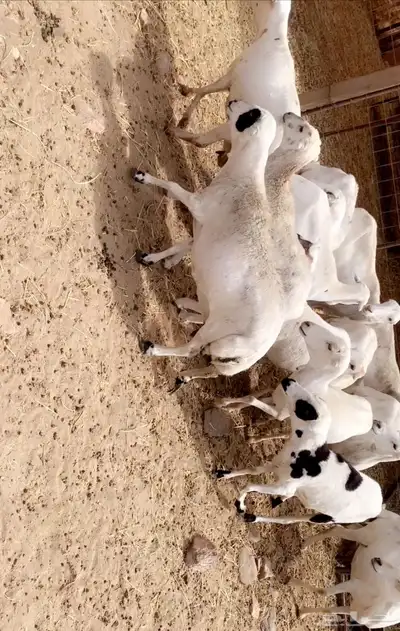 ضان صمع 0
