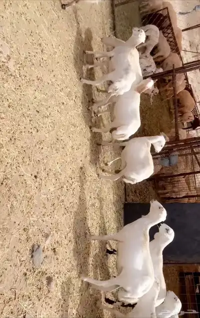 ضان صمع 2
