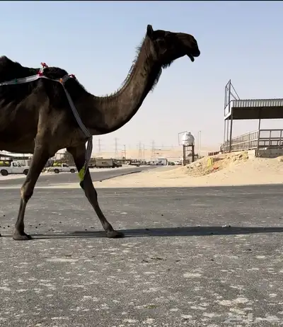 خلفه تحتها حواره كفو 0