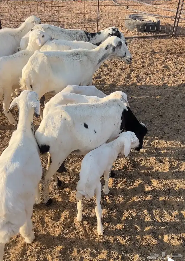 غنم للبيع 4