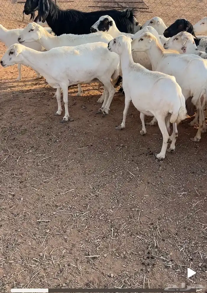 غنم للبيع 3