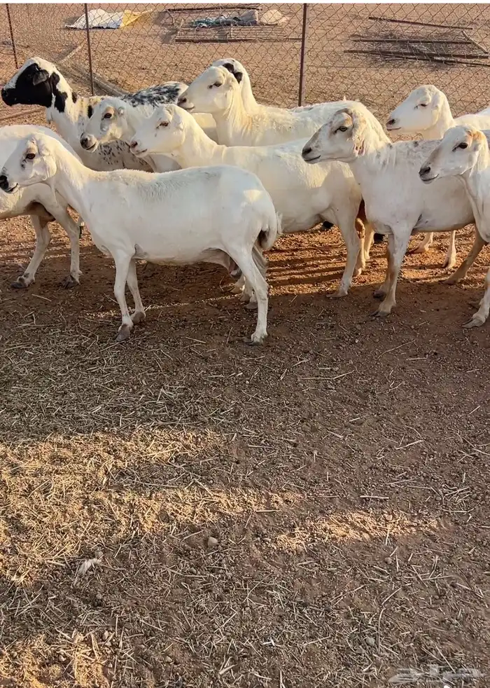 غنم للبيع 5