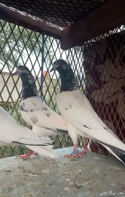 اجوز باكستاني 2