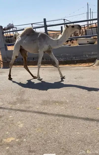 بكره عونيه للبيع 1