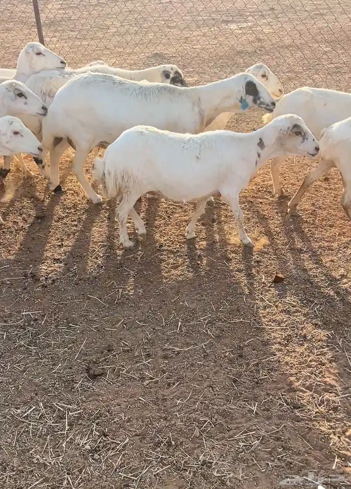 غنم للبيع 15