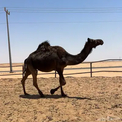 لقحه ملحاء طيبه 2