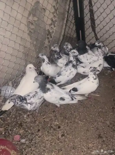 حمام لبيع العدد 14 زوج فيه ثنين زقليل الموقع ينبع النخل 0