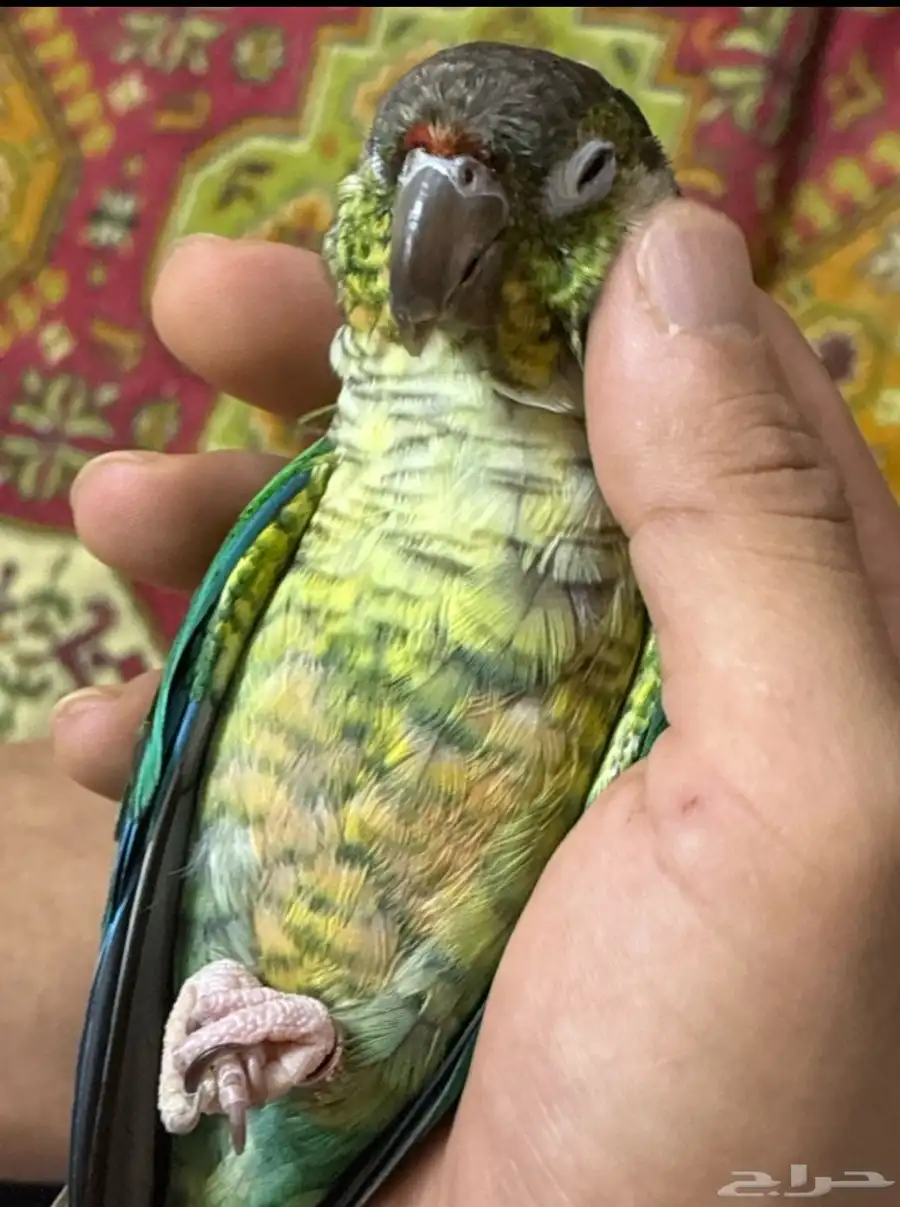كنيور اليف index