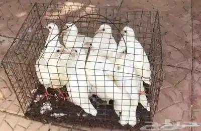 حمام فرنسى جامبو 1