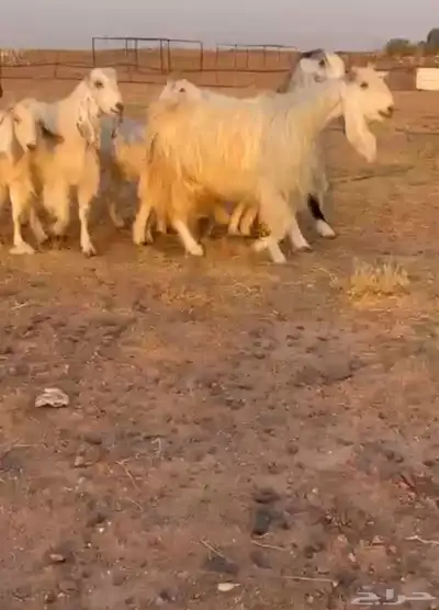 معزاء مشاريك مصريات خصصصم 0