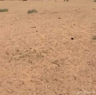 ارض زراعية للبيع غرب جانين 0