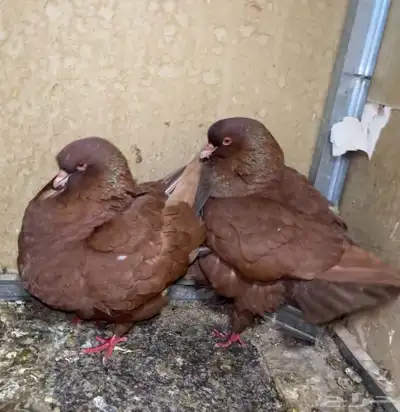 حمام كنق للبيع علئ السوم 3